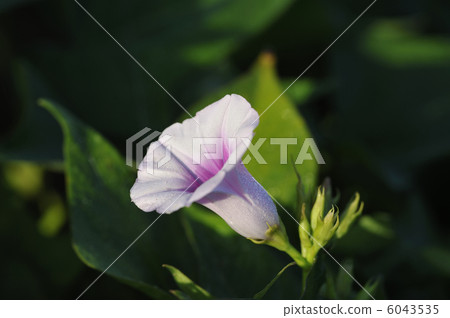 白薯花白薯白薯花 6043535