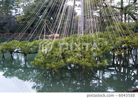 Pine Pine 6043588