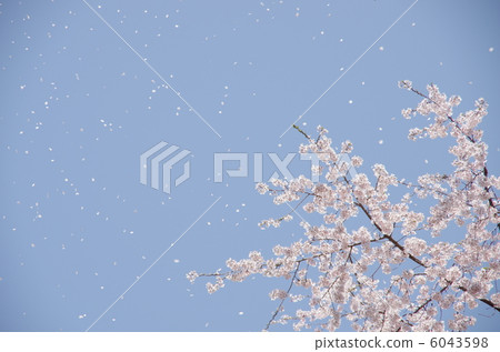 SakuraFubuki SakuraFubuki 6043598