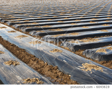 Mulled fields 6043619