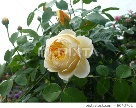 Yellow rose 6043761