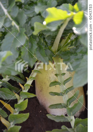日本蘿蔔 6043783