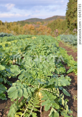 Japanese radish Japanese radish 6043785