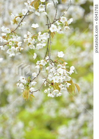 Cherry tree in full bloom Cherry tree in full bloom 6043788