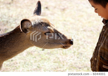 Deer in Nara Park Deer in Nara Park 6044001
