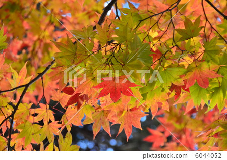 Autumn leaves Autumn leaves 6044052