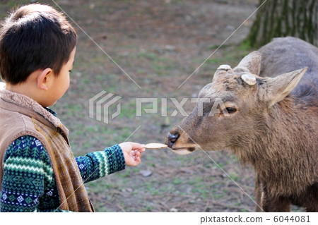 Hart and a boy Hart and a boy 6044081