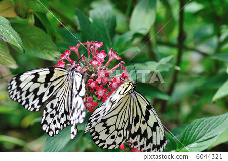蝴蝶的天堂 6044321