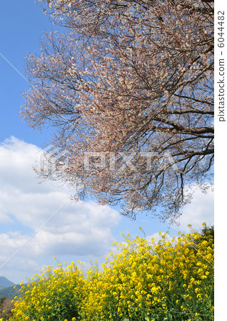 One cherry tree in Baba 6044482