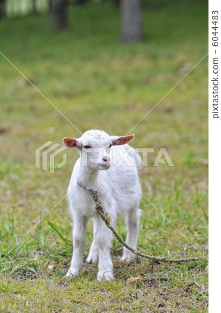 兒童山羊畫象 6044483