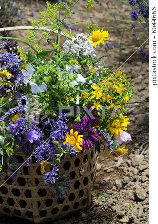 草本花束在籃子的 6044666