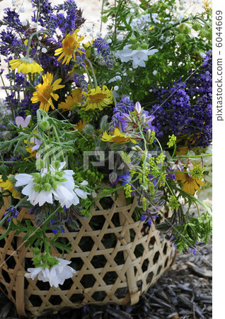 草本花束在籃子的 草本花束在籃子的 6044669
