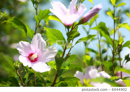 Mukuge Ishigakijima 6044902