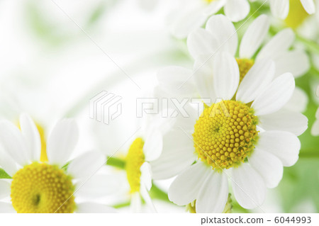 Matriarcharia 6044993