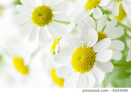 黃菊 黃菊 6044996