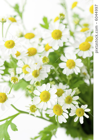 Matriarcharia 6044997