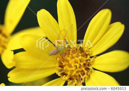 Hanagumo和Tsubaki Hanagumo和Tsubaki 6045013