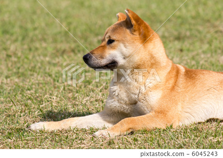 諾拉的柴犬 6045243