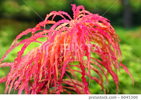 莧菜 莧菜 6045300