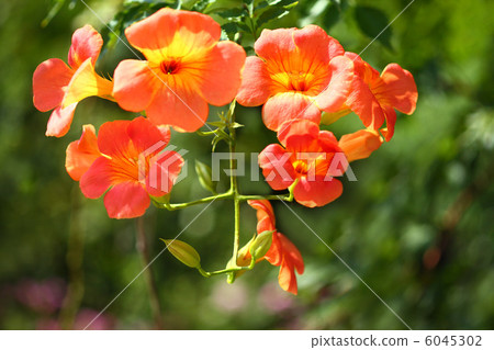 Nausuz Kazura Nausuz Kazura 6045302