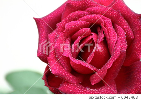 羅斯俄克拉荷馬州下降 6045468