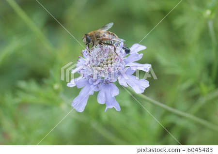 Matthew Matthew 6045483