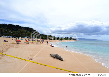 Hawaiian Monk Seal Hawaiian Monk Seal 6045501