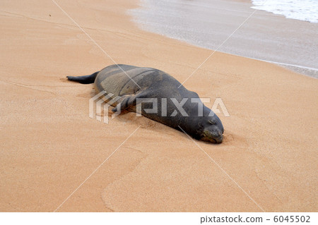 Hawaiian Monk Seal Hawaiian Monk Seal 6045502