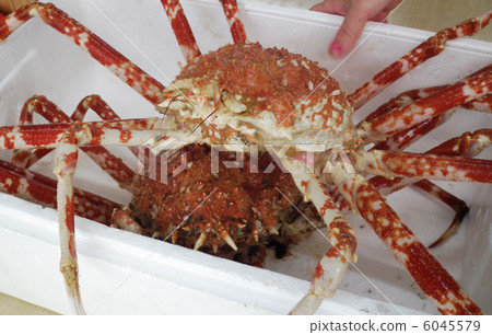 Japanese spider crab Japanese spider crab 6045579