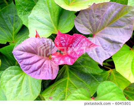 Anno potato leaf with purplish purple color 6045801