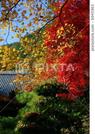 京都寺廟秋葉在京都 京都寺廟秋葉在京都 6045863