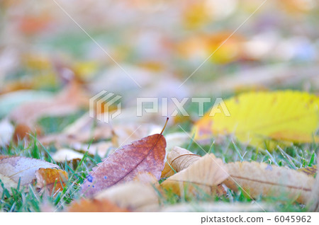 Fallen leaves Fallen leaves 6045962