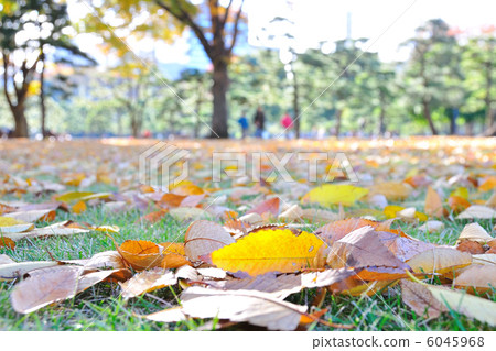 Fallen leaves Fallen leaves 6045968