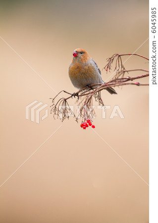 Ginzan Machico Ginzan Machico 6045985