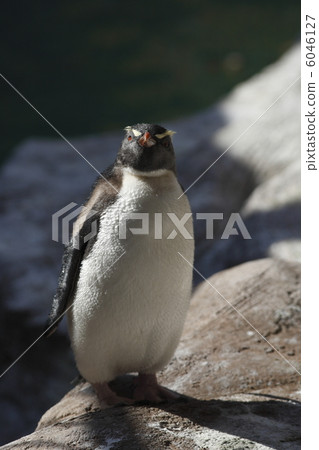 Iwatobi penguins 6046127
