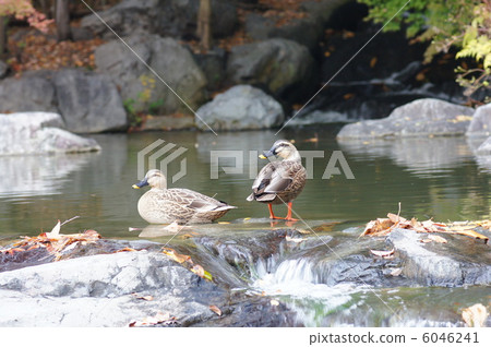 Two ducks Two ducks 6046241