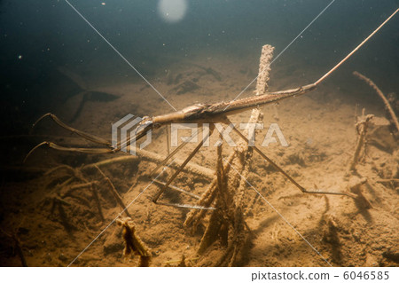 Mizukamakari underwater 6046585