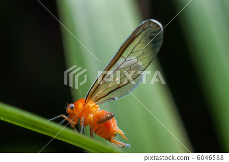 Red leaf beak parasitized by parasitic bees Red leaf beak parasitized by parasitic bees 6046588