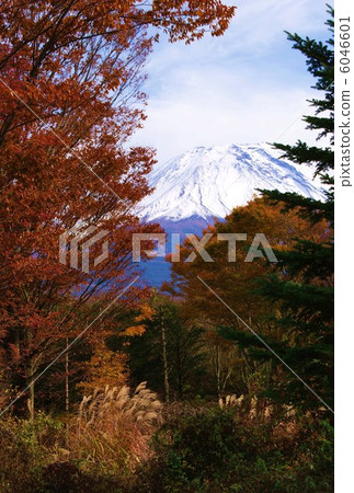 背景材料·前景森林的秋葉和前額·富士冠·垂直位置明信片比例 6046601