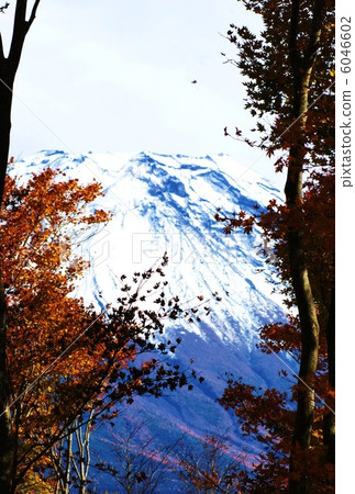 背景材料·雪冠富士·垂直位置明信片前景樹之間的對應比例 6046602