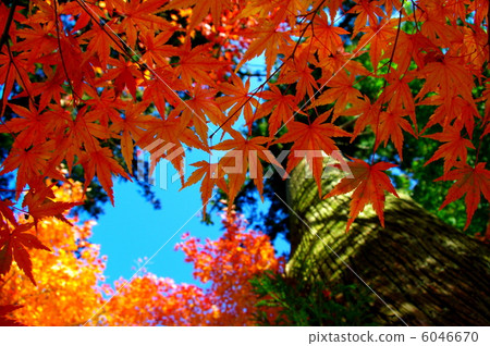 Autumn leaves 6046670