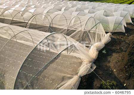 Fields covered with cold cloths 6046795