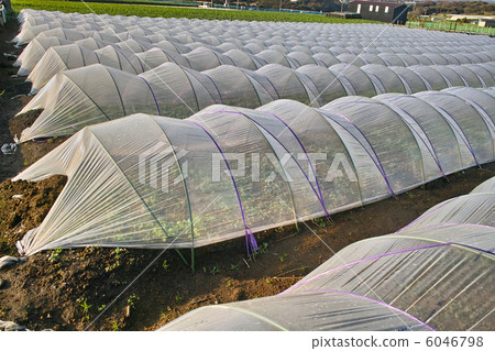 Polyethylene covered fields Polyethylene covered fields 6046798