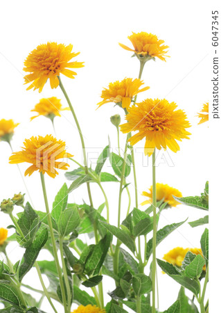 Hime向日葵 6047345