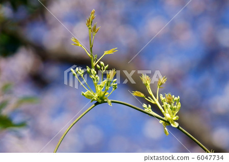 Ikuko Mube Akai Chomba Gusushi (Akiba Oshii) Actually, it looks exactly like Akebi. 6047734