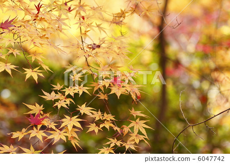 秋天的落葉 秋天的落葉 6047742