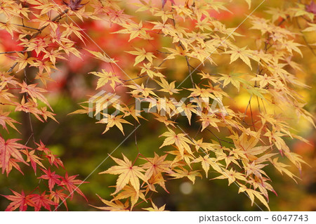 秋天的落葉 6047743