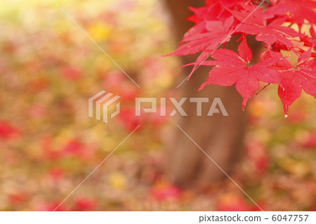 秋天的落葉 6047757
