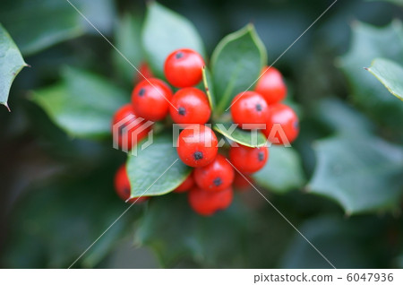 Yabe Hiiragi Bright red fruit of a grasshopper. 6047936