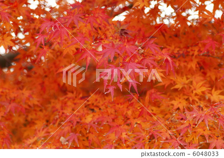 Autumn leaves 6048033